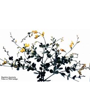 Baptisia tinctoria